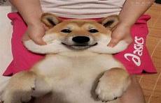 狗狗头像图片微信头像