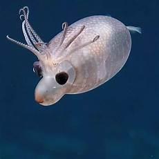 海洋动物种类大全画画