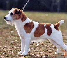 杰克罗素梗犬的智商排第几