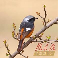 花舞鸟怎么进化